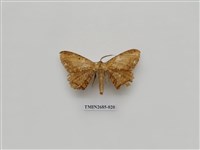 藏品(尺蛾230)的圖片